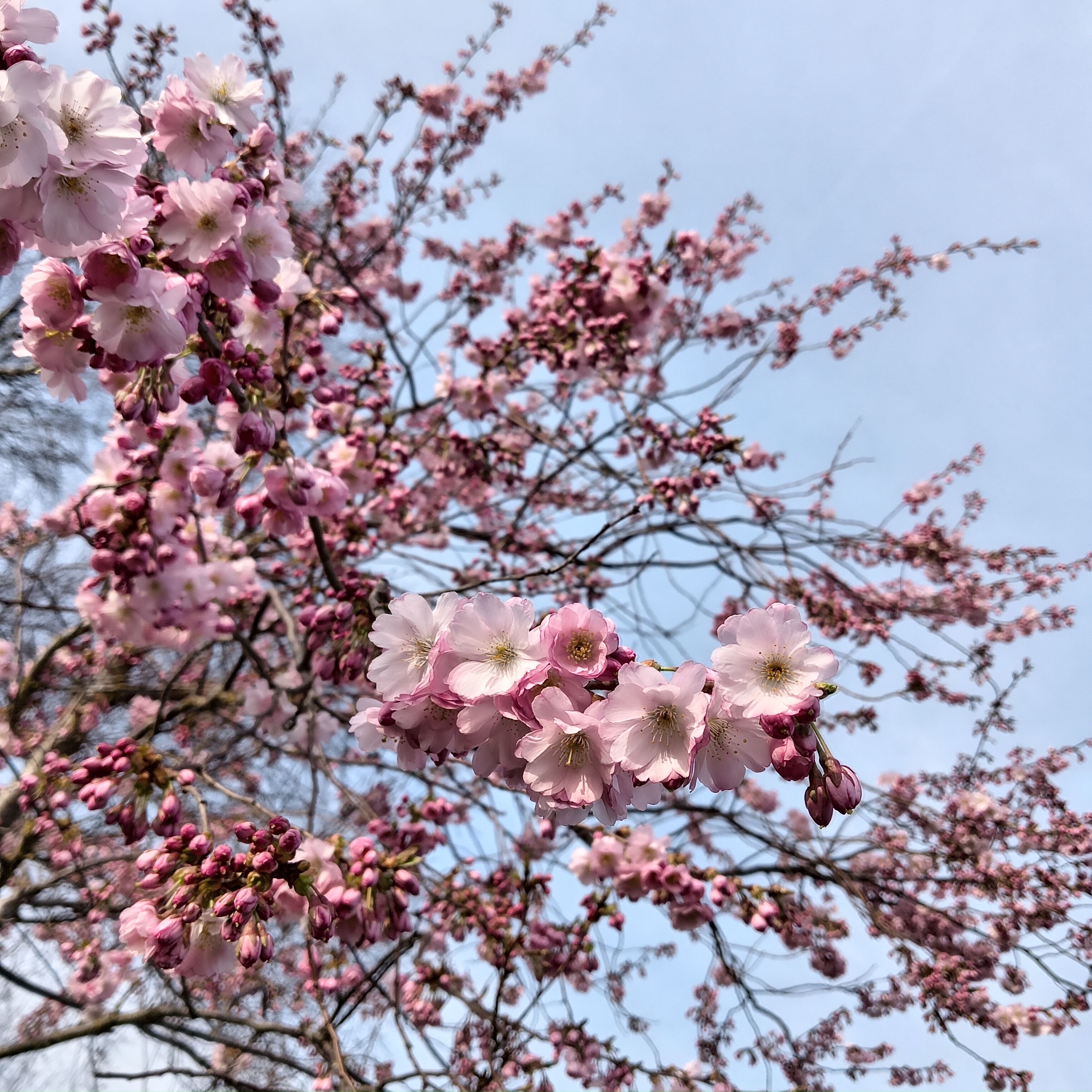 Risograph print of animal sketeltons.